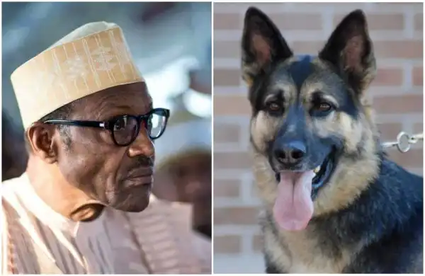 Buhari Was Not Involved - Presidency Reacts To Arrest Of Man Who Named His Dog After Buhari